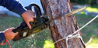 Best Lawn Mowing  in Live Oak, FL