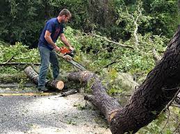 Best Organic Lawn Care Solutions  in Live Oak, FL
