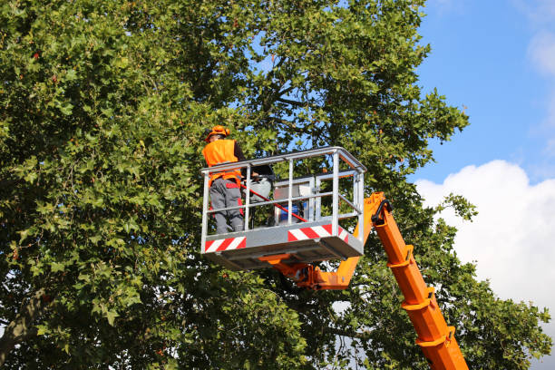 Best Hedge Trimming  in Live Oak, FL