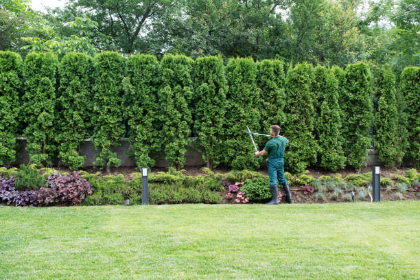 Best Tree Mulching  in Live Oak, FL