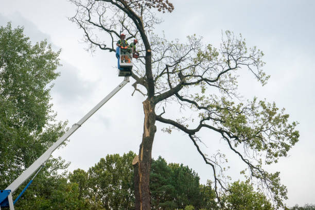Best Tree Risk Assessment  in Live Oak, FL