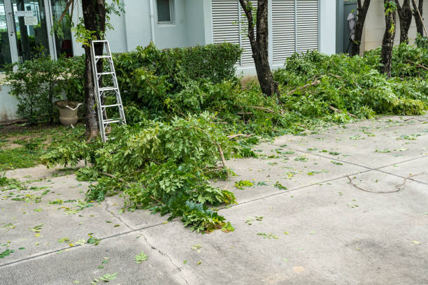 Best Grass Overseeding  in Live Oak, FL