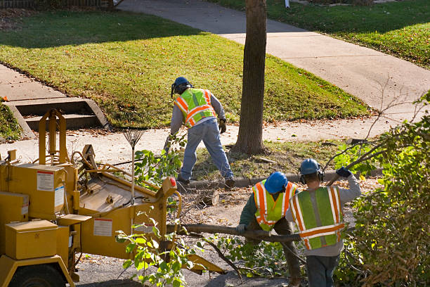 Professional Tree Removal in Live Oak, FL