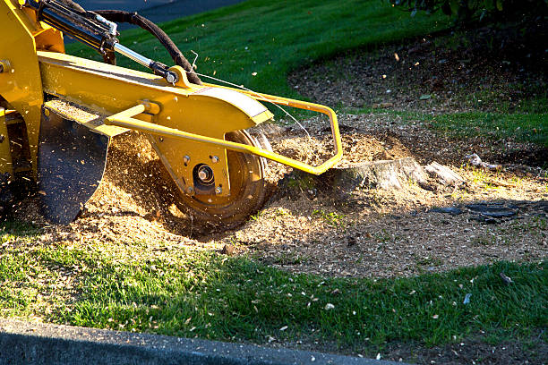 Best Lawn Renovation and Restoration  in Live Oak, FL